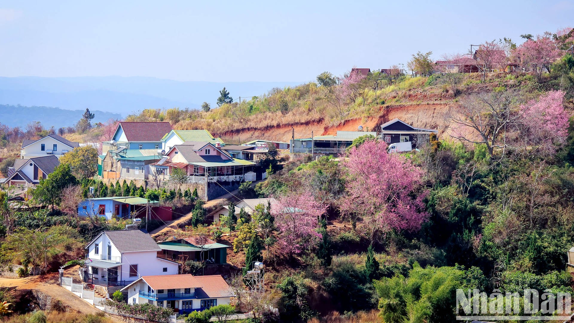 Простая красота тайской сакуры в гармонии с типичным пространством Далата создает очаровательный пейзаж. Простая красота тайской сакуры в гармонии с типичным пространством Далата создает очаровательный пейзаж.