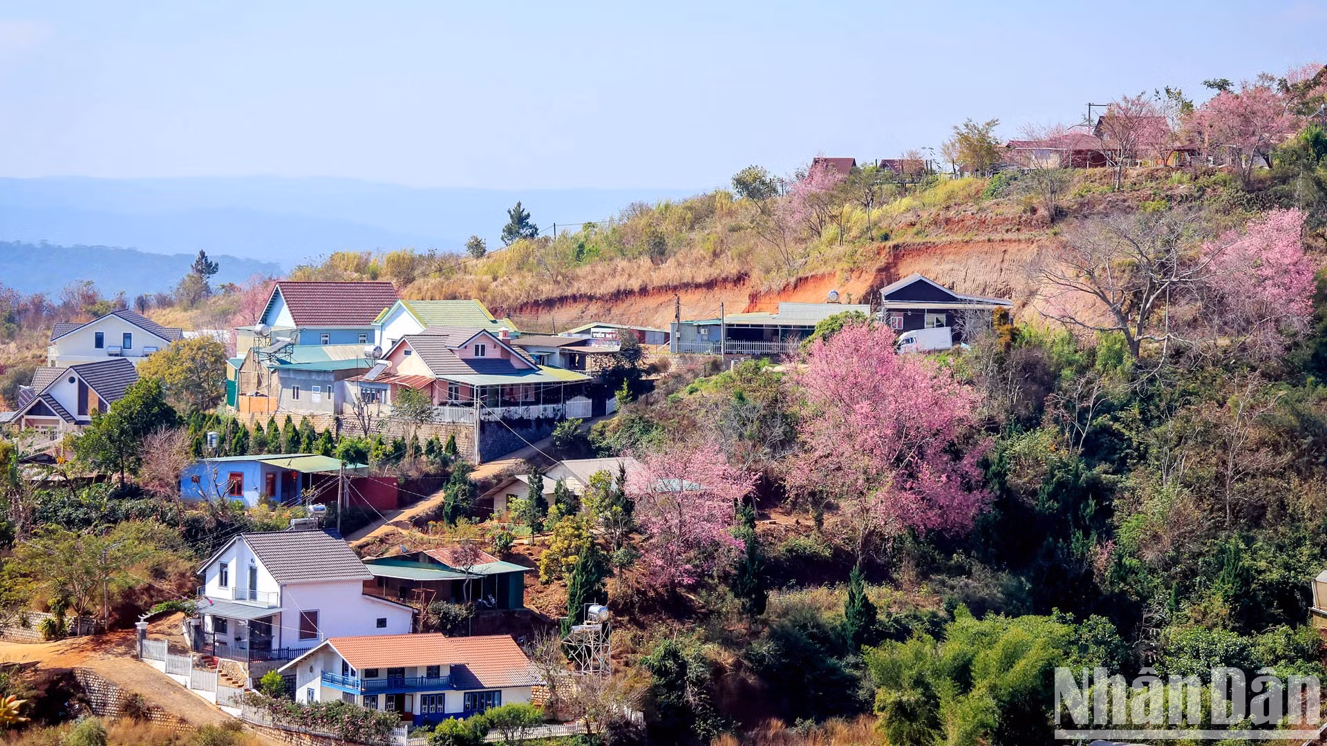 Простая красота тайской сакуры в гармонии с типичным пространством Далата создает очаровательный пейзаж.