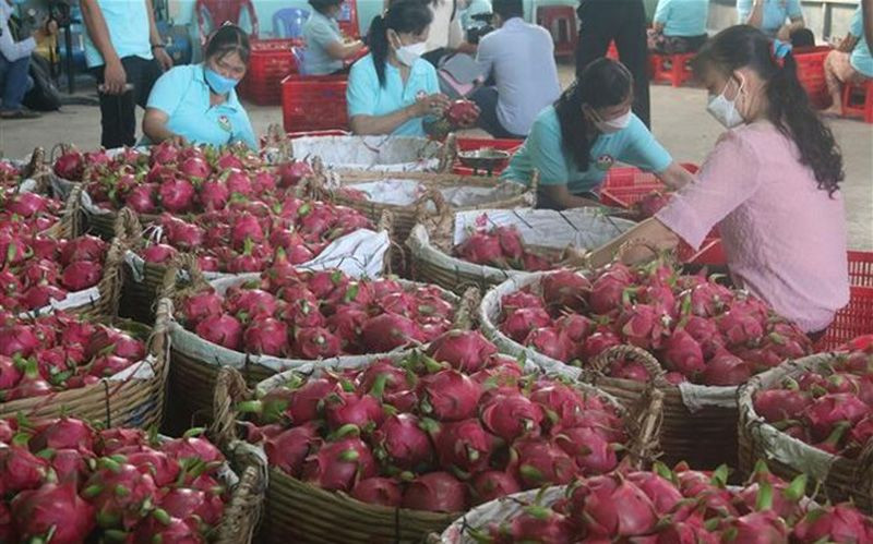 Вьетнамская питайя получила лицензию на импорт на индийский рынок. Фото: ВИА Вьетнамская питайя получила лицензию на импорт на индийский рынок. Фото: ВИА