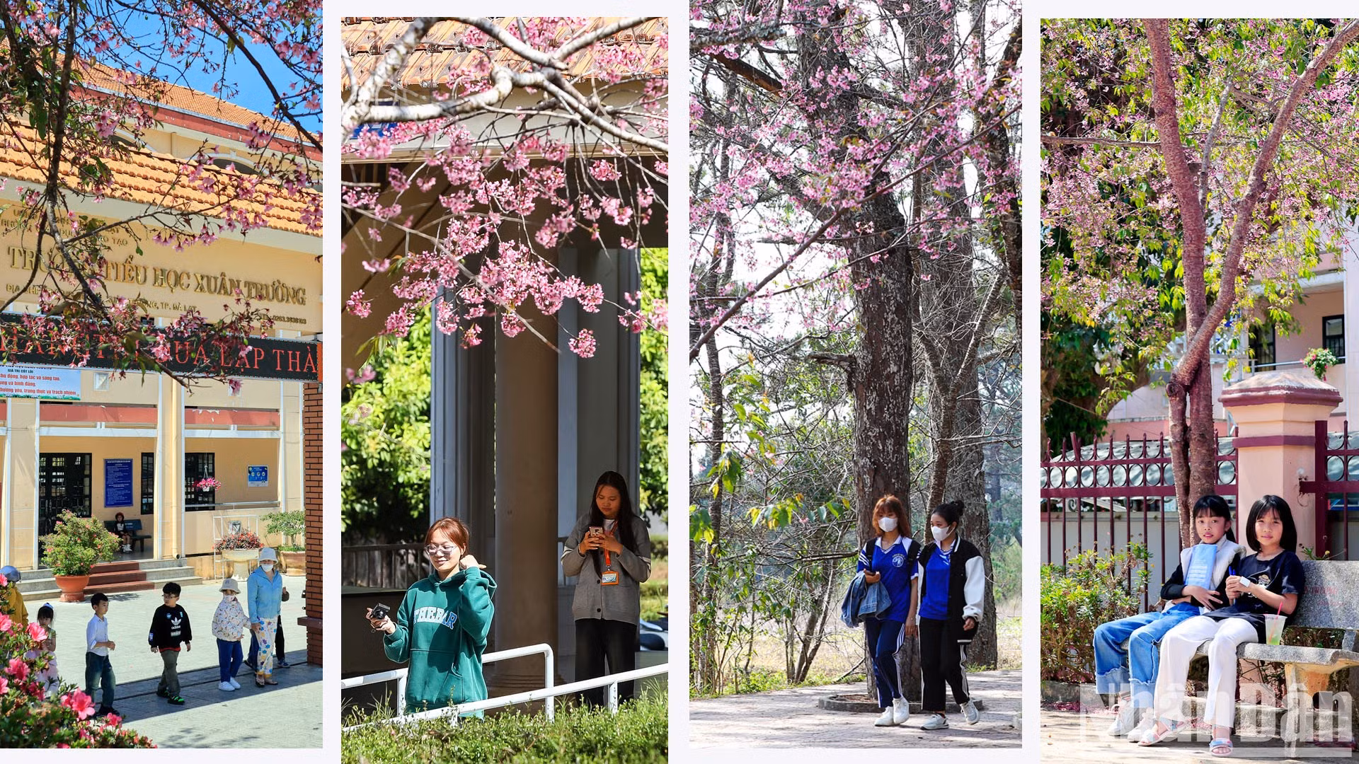 Тайские сакуры украшают весь горный городок – от школьного кампуса до общественных мест.
