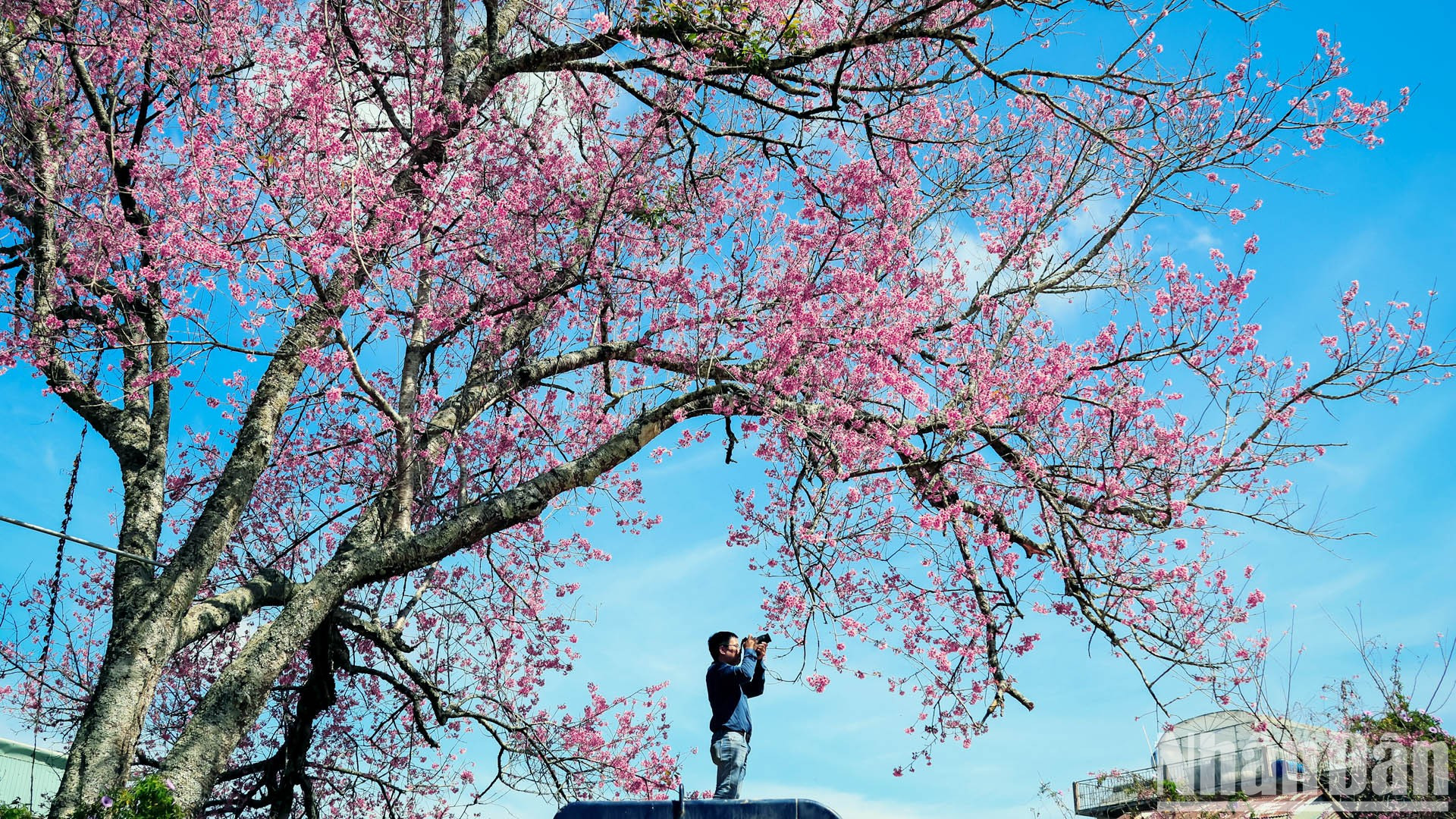 Приезжайте в город цветущей сакуры в этом сезоне, чтобы полюбоваться весенними моментами. Приезжайте в город цветущей сакуры в этом сезоне, чтобы полюбоваться весенними моментами.