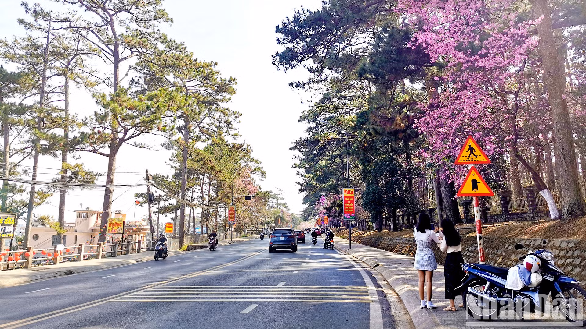 В эти дни тайская сакура цветет на улицах Хунгвыонг, Чанхынгдао, Ледайхань и др.