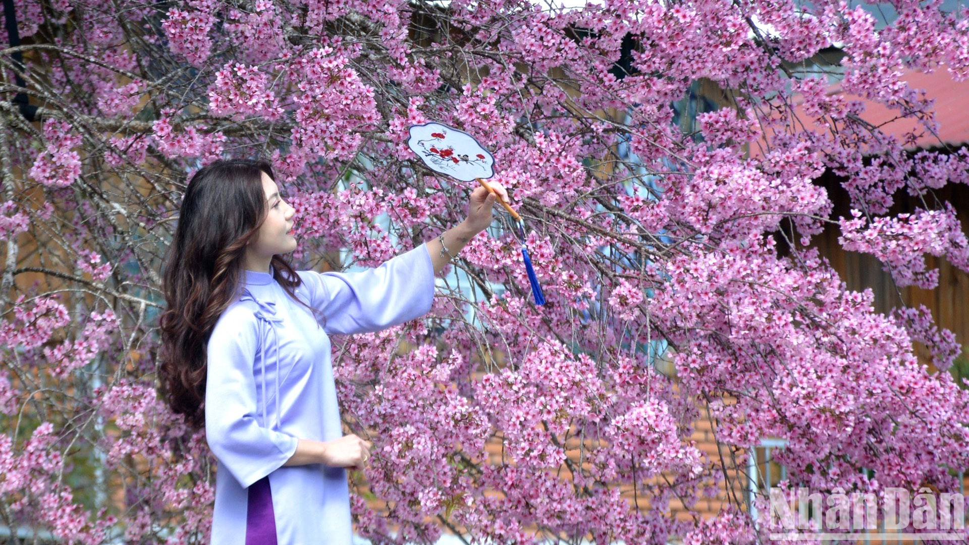 В эти дни цветение сакуры находится в самом разгаре. Эти цветы, которые считаются «вестниками» весны в Далате, создают поэтичную картину. В эти дни цветение сакуры находится в самом разгаре. Эти цветы, которые считаются «вестниками» весны в Далате, создают поэтичную картину.