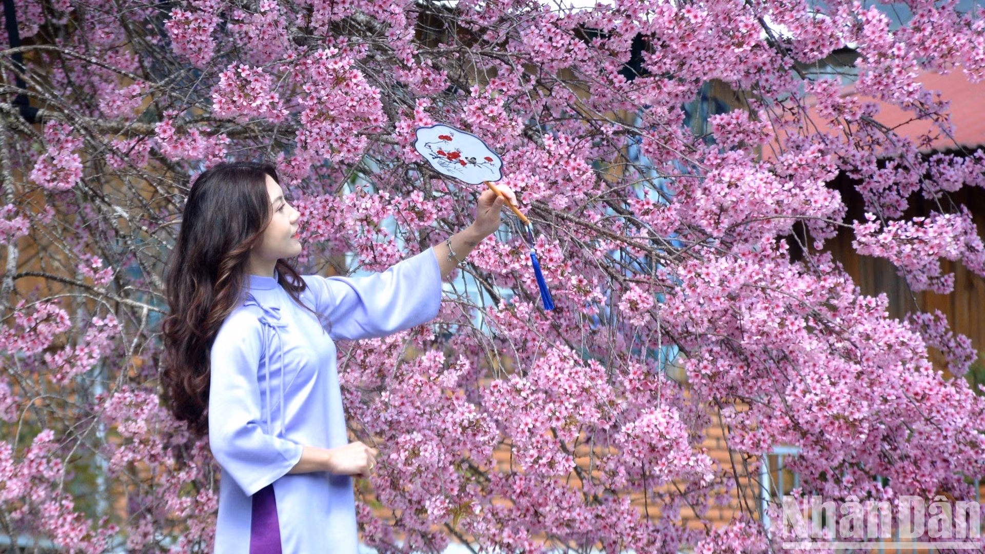 В эти дни цветение сакуры находится в самом разгаре. Эти цветы, которые считаются «вестниками» весны в Далате, создают поэтичную картину.