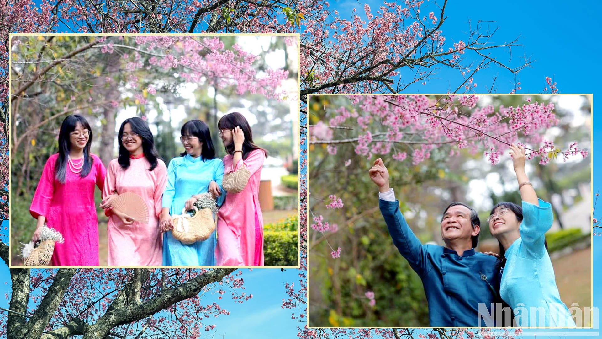 Тайские сакуры стали «символом» весны в Далате. Тайские сакуры стали «символом» весны в Далате.