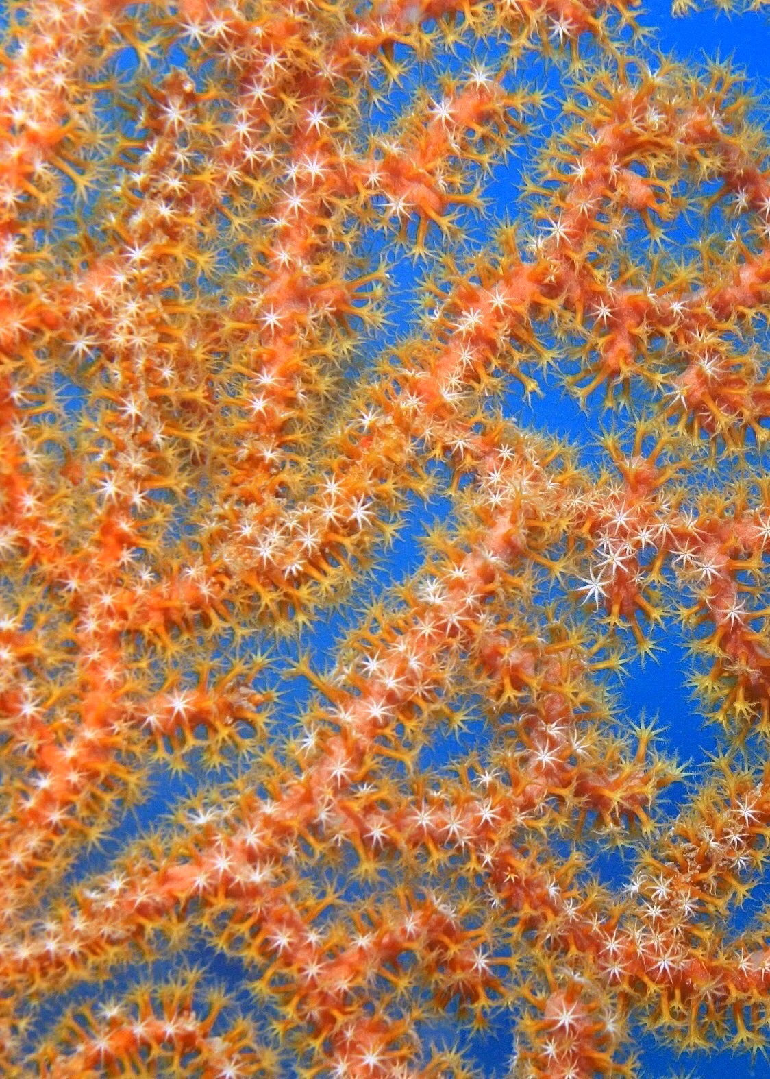 Откроем для себя волшебный океан с помощью дайвинга ảnh 11