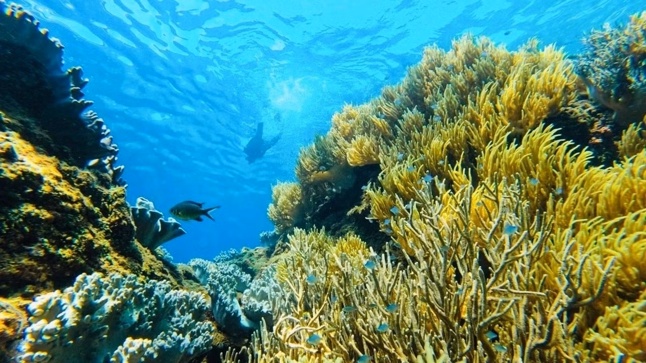 Считается, что дайвинг-туризм во Вьетнаме имеет большой потенциал, требует устойчивого использования и развития. Считается, что дайвинг-туризм во Вьетнаме имеет большой потенциал, требует устойчивого использования и развития.