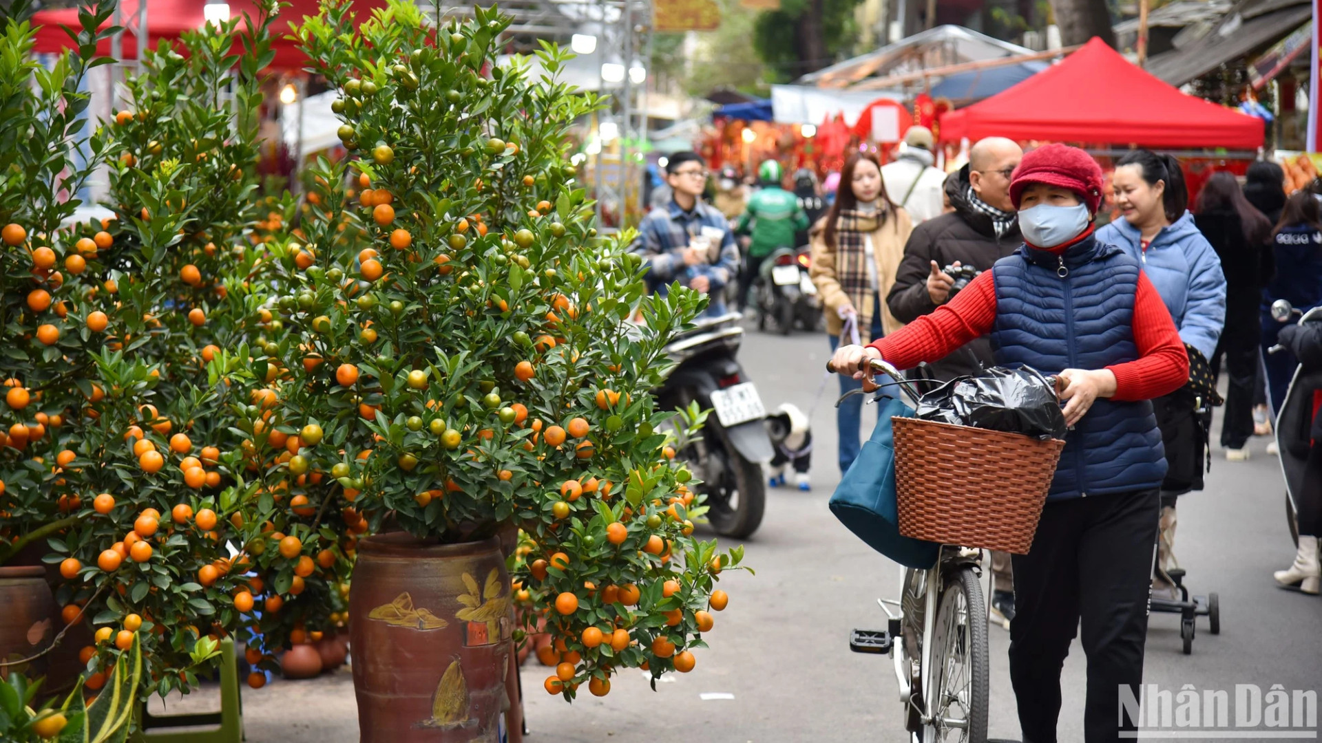 На базаре продаются разные виды декоративных растений, вклюая деревья кумквата. На базаре продаются разные виды декоративных растений, вклюая деревья кумквата.