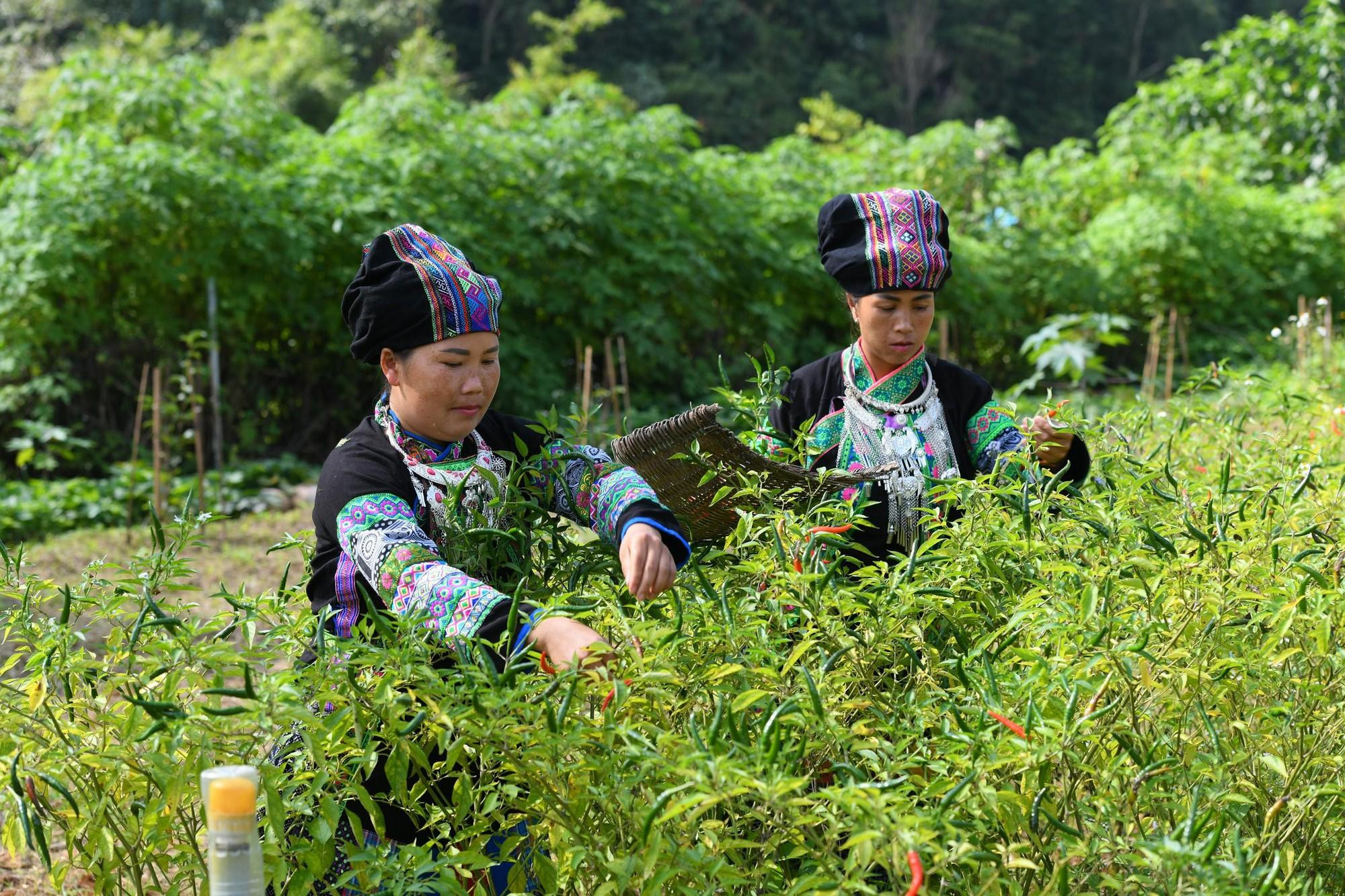 Жители народности Боий в уезде Мыонгкхыонг провинции Лаокай, помимо выращивания риса, кукурузы, маниоки и т.д., также выращивают перец чили, сою, чай, табак и сахарный тростник. Фото: Тхань Дат