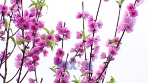 Генеральный секретарь То Лам принял участие в церемонии открытия «Фестиваля по посадке деревьев - Вечная благодарность дядюшке Хо» в Ханое