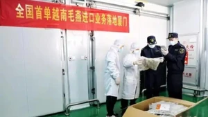 Таможенная служба города Сямынь проводит проверку первой партии необработанных ласточкиных гнезд, импортированных из Вьетнама. Фото: Chinanews.com.cn