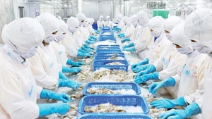 Переработка экспортной рыбной продукции на заводе АО по переработке и экспорту-импорту морепродуктов Киенкыонг, провинция Анзянг. Фото: Фу Кыонг 