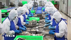 Линия первичной переработки креветок для экспорта в Хошимине. Фото: ВИА