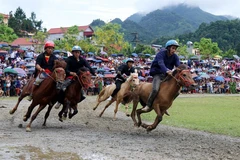 [Инфографика] Некоторые традиционные фестивали и конные скачки во Вьетнаме