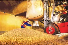 Переработка кофе на экспорт в компании Simexco DakLak. Фото: Минь Ань