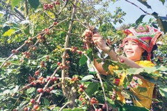 Фермер в провинции Шонла собирают урожай кофе. Фото: Куок Туан