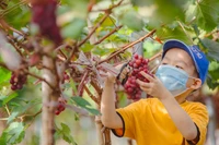 Сбор урожая винограда летом привлекает туристов. Фото: vietnamplus.vn