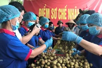 Лонган для экспорта. Фото: Куок Винь
