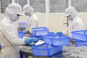 Переработка морепродуктов на экспорт на предприятии в провинции Анзянг. Фото: Дык Ан