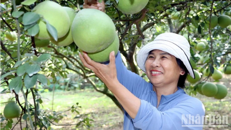 В эти дни г-жа Нгуен Тхи Нга в деревне Виньхиеп (община Танбинь, уезд Винькыу, провинция Донгнай) проводит много времени, чтобы ухаживать за помело. В эти дни г-жа Нгуен Тхи Нга в деревне Виньхиеп (община Танбинь, уезд Винькыу, провинция Донгнай) проводит много времени, чтобы ухаживать за помело.
