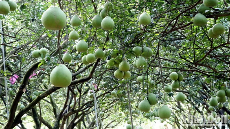 Помело Танчиеу имеет характерный сладковатый вкус, который редко встречается в помело других местностей. Помело Танчиеу имеет характерный сладковатый вкус, который редко встречается в помело других местностей.