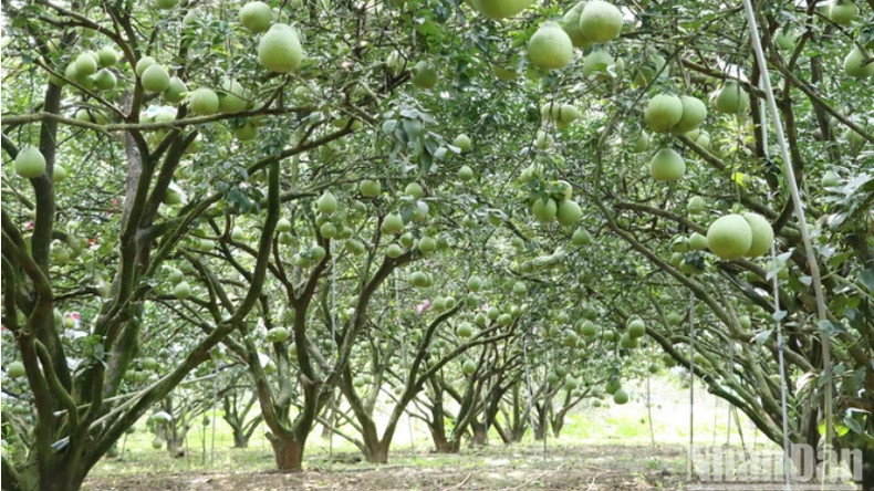 Помело Танчиеу – первый фруктовый бренд провинции Донгнай, признанный Управлением интеллектуальной собственности Вьетнама в 2006 году. Помело Танчиеу – первый фруктовый бренд провинции Донгнай, признанный Управлением интеллектуальной собственности Вьетнама в 2006 году.