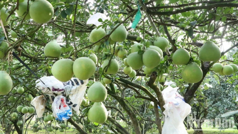 Помело Танчиеу – фирменный продукт Донгная, который многие люди выбирают в качестве подарка во время Тэта. Помело Танчиеу – фирменный продукт Донгная, который многие люди выбирают в качестве подарка во время Тэта.