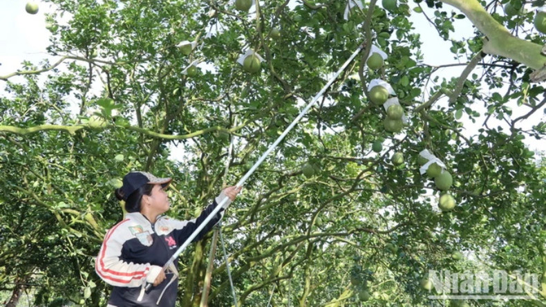 Примерно через 15 дней небольшие и средние сады с помело соберут урожай и продадут его на рынок к Тэт Нгуен Дан. Примерно через 15 дней небольшие и средние сады с помело соберут урожай и продадут его на рынок к Тэт Нгуен Дан.