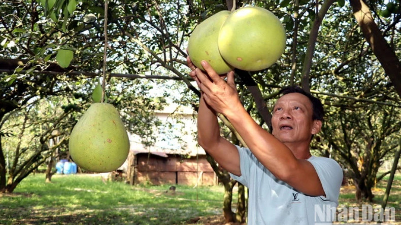 Жители деревни помело Танчиеу уезда Винькыу провинции Донгнай готовятся к сбору помело для продажи на Тэт. Жители деревни помело Танчиеу уезда Винькыу провинции Донгнай готовятся к сбору помело для продажи на Тэт.