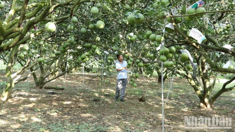 Помело с зеленой кожицей и розовой мякотью, выращенное в Танчиеу, высоко оценивается потребителями. Помело с зеленой кожицей и розовой мякотью, выращенное в Танчиеу, высоко оценивается потребителями.