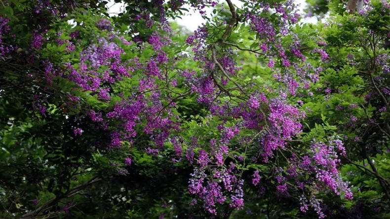 Цветы красивей всего выглядят утром, когда они блестят в мягком свете, а их лепестки украшены росой. Фото: Вьетнам + Цветы красивей всего выглядят утром, когда они блестят в мягком свете, а их лепестки украшены росой. Фото: Вьетнам +