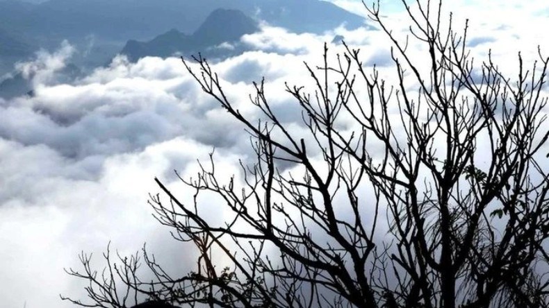 Тонкие ветви деревьев демонстрируют сильную жизненную силу на вершине горы на высоте более 1000 метров над уровнем моря. Тонкие ветви деревьев демонстрируют сильную жизненную силу на вершине горы на высоте более 1000 метров над уровнем моря.