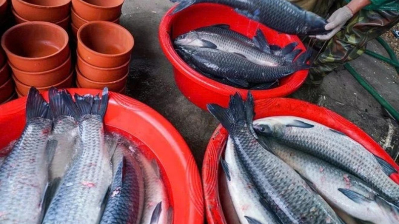 Основной ингредиент – черный карп, который должен весить не менее 5 кг, иметь длинное тело и выращиваться более трех лет, чтобы соответствовать стандарту.