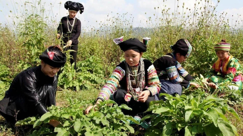 Лекарственные растения бережно выращиваются в северной горной провинции Хажанг.