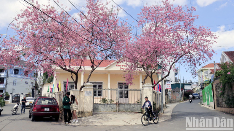Многие улицы города, а также его старый квартал сияют розовым цветом тайской сакуры. Многие улицы города, а также его старый квартал сияют розовым цветом тайской сакуры.