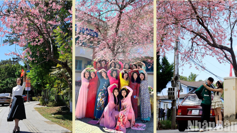 В первые дни после Нового года по лунному календарю горный город Далат окрашивается в очаровательные розово-фиолетовые цвета цветущей тайской сакуры на всех улицах, привлекая туристов полюбоваться цветами и фотографироваться. В первые дни после Нового года по лунному календарю горный город Далат окрашивается в очаровательные розово-фиолетовые цвета цветущей тайской сакуры на всех улицах, привлекая туристов полюбоваться цветами и фотографироваться.