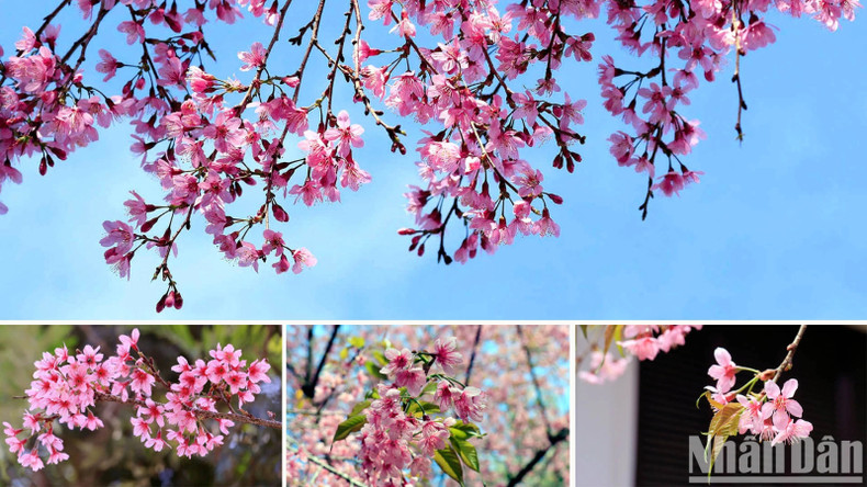 Розовый цвет тайской сакуры ошеломляет и завораживает путешественников. Розовый цвет тайской сакуры ошеломляет и завораживает путешественников.