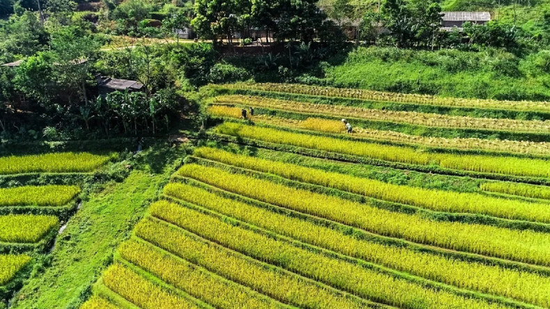 На террасных полях в общине Миендой сейчас идет сезон сбора урожая.