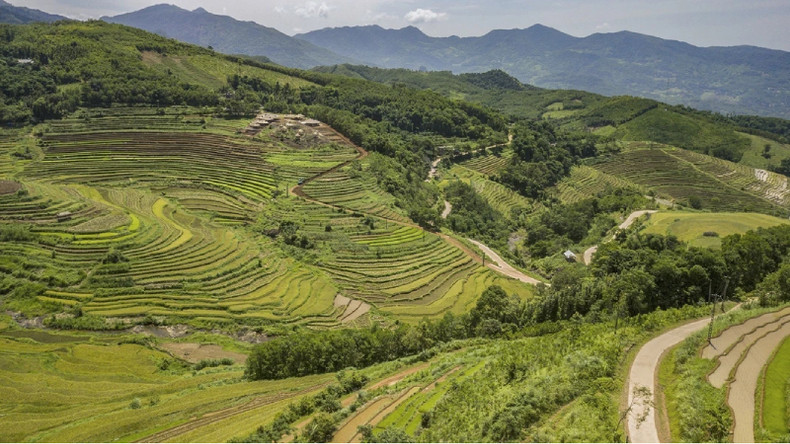 Сезон созревания риса на террасных полях в провинции Хоабинь ảnh 5