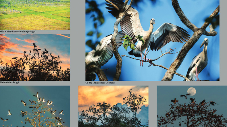 Ласточки прилетают в национальный парк Лого-Самат. Автор: Нгуен Зюи Хау Ласточки прилетают в национальный парк Лого-Самат. Автор: Нгуен Зюи Хау