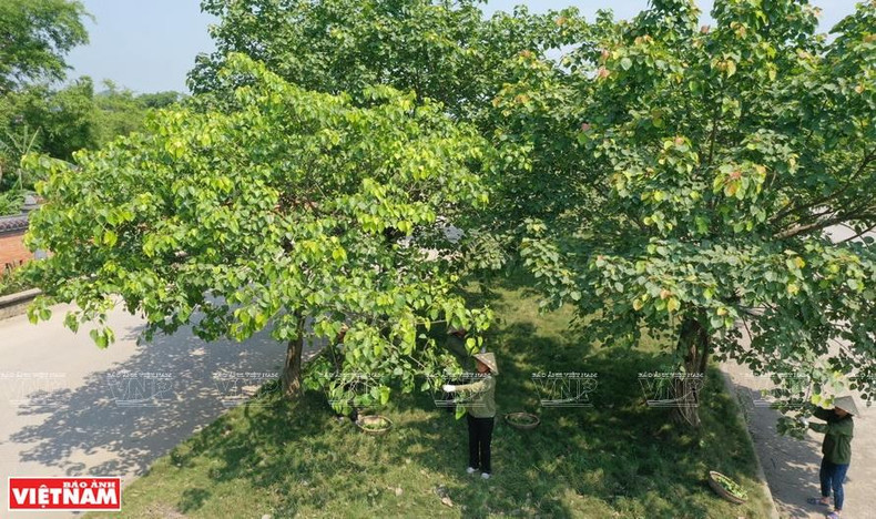 Жители общины Жашинь собирают листья дерева бодхи. Фото: Тхань Жанг