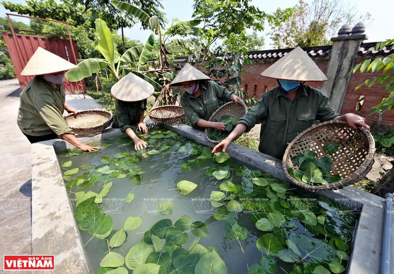 Листья промывают и вымачивают в известковой воде. Фото: Тхань Жанг
