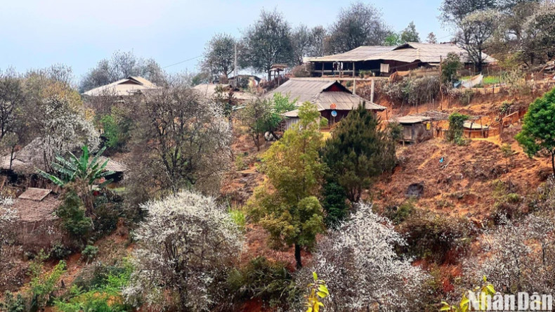 Поэтические пейзажи цветения боярышника в Намнгиепе.