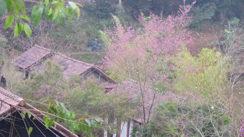 Цветение тайской сакуры особенно живописно в районе озера Дамбри. Цветение тайской сакуры особенно живописно в районе озера Дамбри.