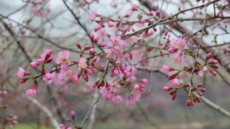 Своими крупными цветами и плотными гроздьями цветущая тайская сакура создала захватывающий сезон цветения, украсив городок Мангден в новом ярком облике. Своими крупными цветами и плотными гроздьями цветущая тайская сакура создала захватывающий сезон цветения, украсив городок Мангден в новом ярком облике.