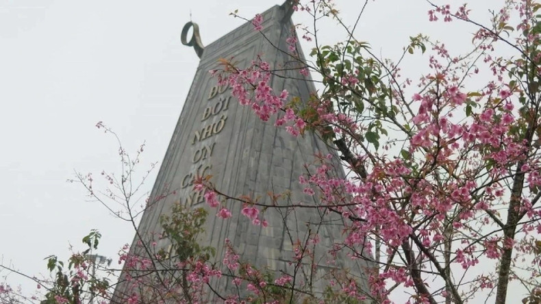 Цветы тайской сакуры также распускаются на мемориале героических павших Мангден. Цветы тайской сакуры также распускаются на мемориале героических павших Мангден.