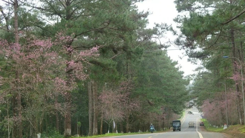 К середине 12-го месяца по лунному календарю цветение тайской сакуры в городке Мангден, уезд Конплонг, провинция Контум, начинается в полном объеме. К середине 12-го месяца по лунному календарю цветение тайской сакуры в городке Мангден, уезд Конплонг, провинция Контум, начинается в полном объеме.