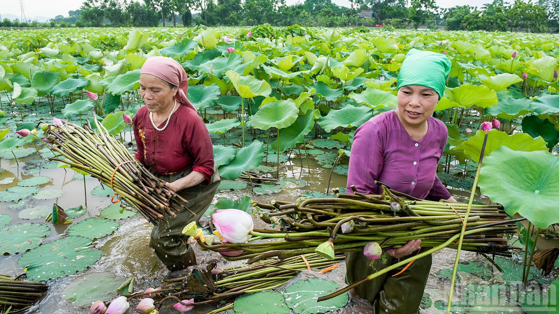 Лотосовые поля – источник сырья для производства лотосового волокна – способствуют повышению экономической эффективности сельскохозяйственного производства.