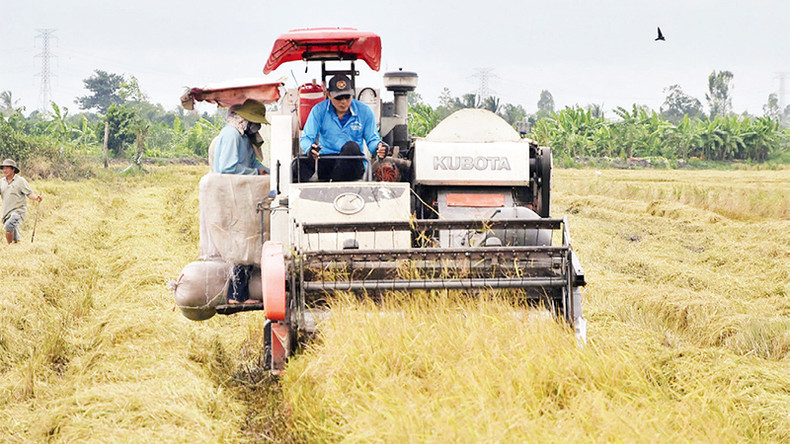 Крестьяне собирают рис в общине Хяумибак А уезда Кайбе провинции Тиенжянг. Фото: Нгуен Шы Крестьяне собирают рис в общине Хяумибак А уезда Кайбе провинции Тиенжянг. Фото: Нгуен Шы