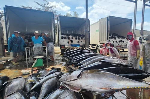 Торговцы покупают тунец в порту Тамкуан (провинция Зялай). 